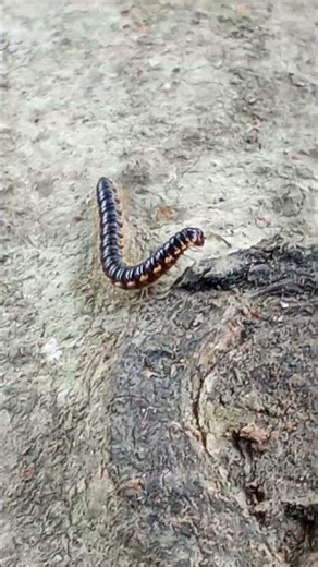 Where Is This Tiny Millipede Going? 🐛😲
