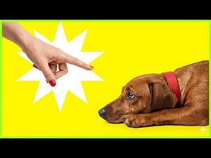 12 Harmful Things You Do to Your Dog Without Realizing It