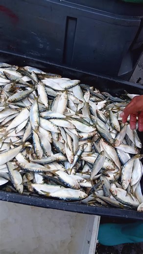 Trini TikToks That Will Make You Smile