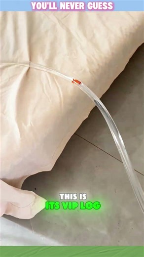 This Fish’s “VIP Pipe Ride” Is INSANE! 🐠🎢