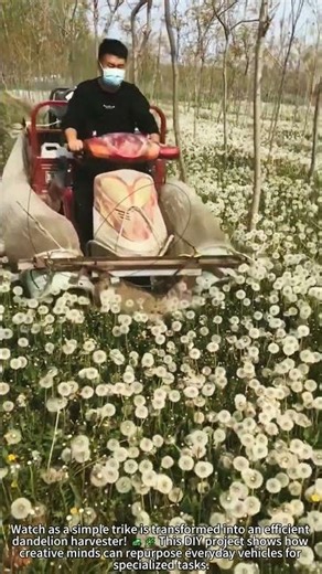 Trike Transformed Into Dandelion Harvester 🚜🌿