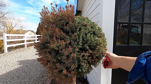 Trimming Spruce Topiaries, Planting Spring Stuff & Potting Up Seedlings! ✂️🌲🌿 🌿Affiliate/Sponsored Links🌿 Espoma Organic Potting Soil Mix - http://bit.ly/2SXFAL0 Bio-tone Starter Plus - http://bit.ly/3cDoYzO Felco 2 Pruners - http://bit.ly/2Q9lpHV Felco 322 - http://bit.ly/3dEnjga Dewalt Hedge Trimmer - https://amzn.to/3lNKmr1 Wilt Stop - https://amzn.to/36EeqzS Gardener's Lifetime Mini Trowel - https://bit.ly/3artnTZ Bright Lights Swiss chard Bull’s Blood Beats Pansy Beaconsfield Primrose F