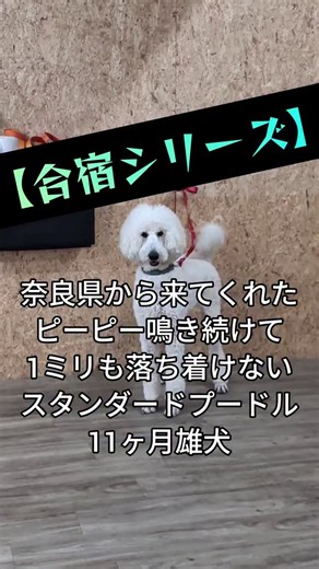 パワ子/犬の先生/犬と人の学校NOLE on Instagram: "全国の合宿を希望されている飼い主様こんにちは！@tanabaco てます✨ 今回は奈良県からお越しの落ち着けないお調子者のスタンダードプードルが来てくれましたので、その様子をどうぞ！！ 【※合宿につきましては個別にお問い合わせ下さいませ】 #パワ子 #合宿 #スタンダートプードル"