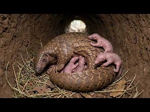 Pangolin: From Birth to Survivor | Life in the Wild