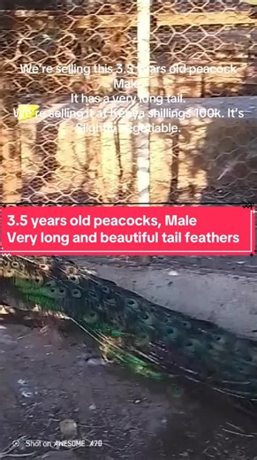 Peacock for Sale: Stunning 3.5-Year-Old with Long Feathers