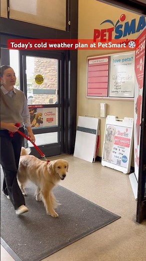 Today’s cold weather plan at PetSmart — shopping spree, steps and Doggie Day Camp ❄️🐾