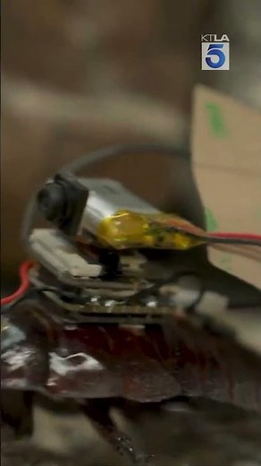 Cockroaches are being turned into cyborg paramedics