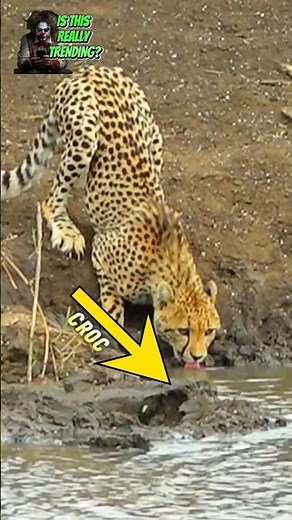 CHEETAH VS CROCODILE ( @amazing.animals24 )