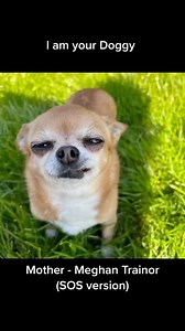 It’s happened to us all🥴 #destinyschis #lola #funnyvideo #chihuahua #chihuahualove #chihuahualife #chihuahuafanatics #chihuahuaoftheday #chihuahualover #chihuahuaworld #meghantrainor #mother #mum #mom #doglife #doggo #dogs #dog #parody comedy #hund #hond #hundliebe #sing #singing | Destiny’s Chis