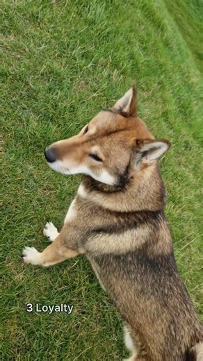 Shikoku Inu - My favourite hunting dog