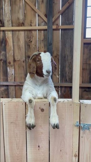 Goat Stall Build
