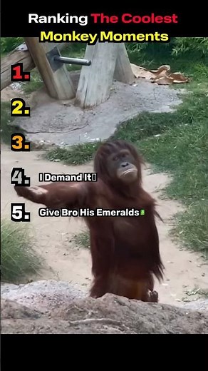 Ranking Coolest Monkeys🐒😎