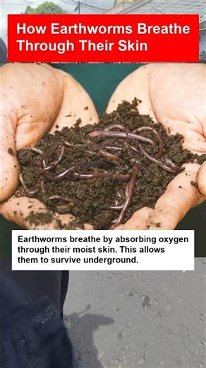 How Earthworms Breathe Through Their Skin - OTOMOTIPS