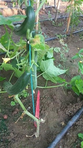 🥒 Cucumber care and harvest in my garden #cucumber #garden #gardening