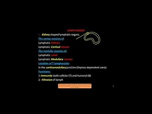 #histology of #lymphoid organs