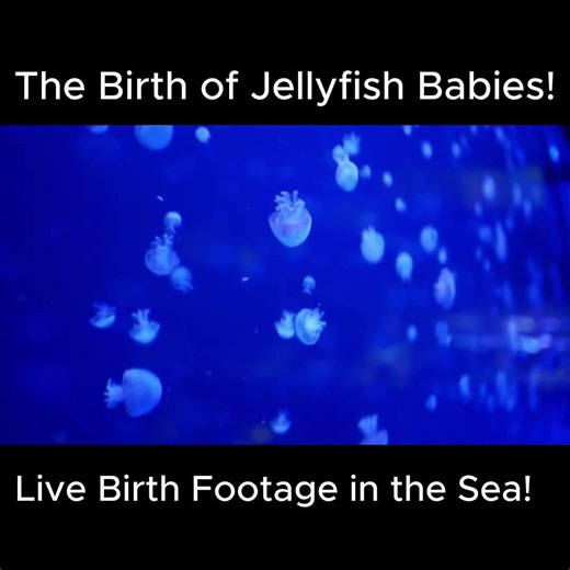 Truth About How Jellyfish Reproduce Is Terrifying: Watch this Clip!