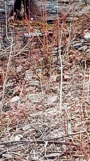 #Dino Alert part two#escape elmo burn from Camp Furlough