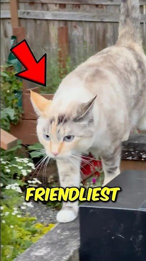 Top 3 Friendliest Cat Breeds
