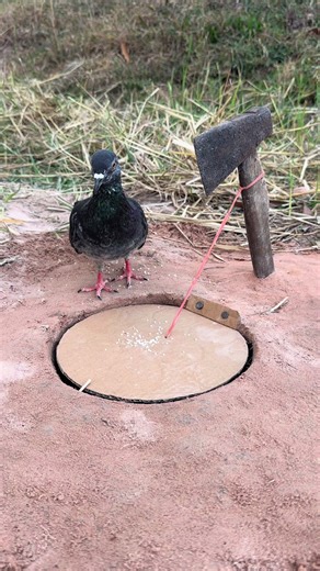 Awesome Unique Pigeon Traps