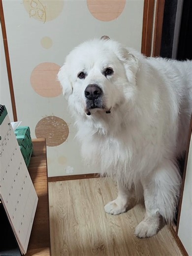 うちは語学教室なのですが 楽しみに待ってた生徒さんがお休みになったと聞いてショックを受ける、グレートピレニーズです🐻‍❄️ #超大型犬 #超大型犬のいる暮らし #greatpyrenees #グレートピレニーズ #犬