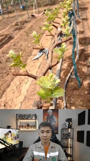 Tutorial on how to make grapes bear lots of fruit
