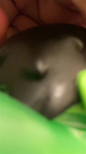 mr awesome (@mrawesome2460)’s videos with original sound - Chikn Nuggit