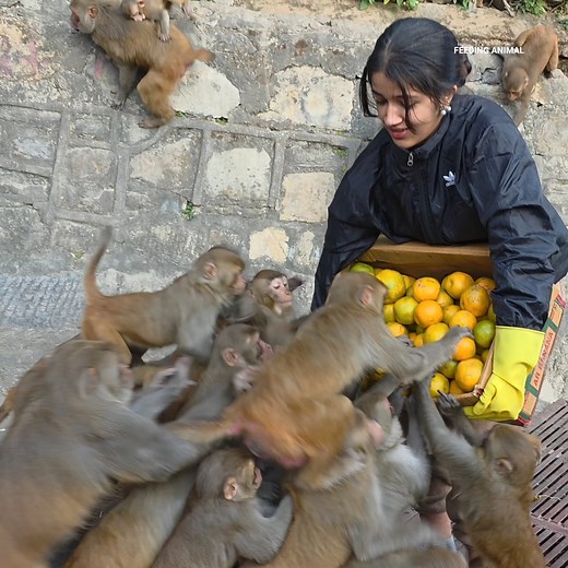 619K views · 24K reactions | Today, a cute lady gave a monkey a whole box of oranges || black Friday | Feeding Animal - FAF | Facebook