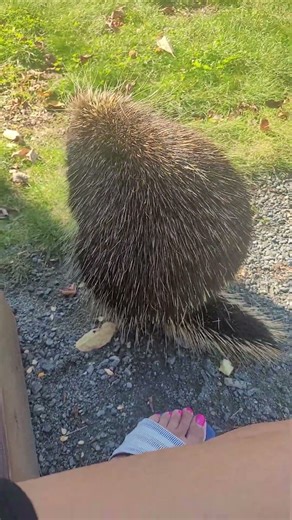Beautiful Quills #Porky #quills #closeup #beautiful #nature #animals #fyp