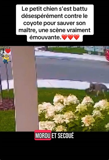 #loveanimals #animaux #help #aider #tiktok #foryou