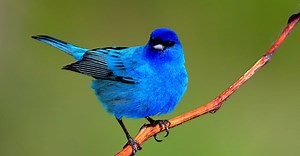 12 Birds on the Appalachian Trail