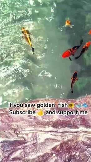 Golden Fish | Aquarium | Rare fish | Color fish | Viral Fish |#viral #aquarium #fish #reels #shorts