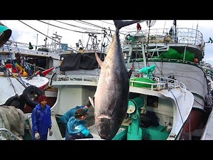 700-Pound Giant Bluefin Tuna Sashimi Challenge with Stunning Tuna Master! 🍣🔪