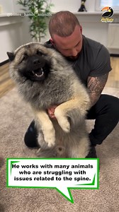 This chiropractor gives animals adjustments and their reactions are priceless! 😲 | Animals Doing Things