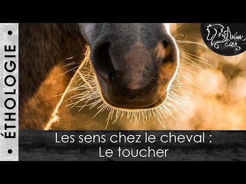 • ÉTHOLOGIE • Les sens chez le cheval : Le toucher