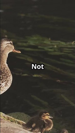 Broody Duck Behavior EXPLAINED 🦆 | Duck Farming for a Better Life