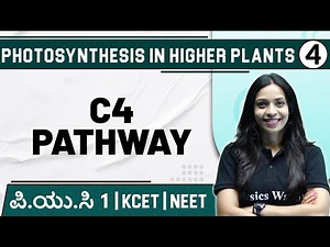 PHOTOSYNTHESIS IN HIGHER PLANTS - 04 | C4 Pathway | Botany | PUC 1 / KCET / NEET