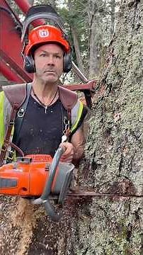 #husqvarna #572 #logger #timberfaller #safeside #treefelling #firewood #buckin #evolve #love #bbr