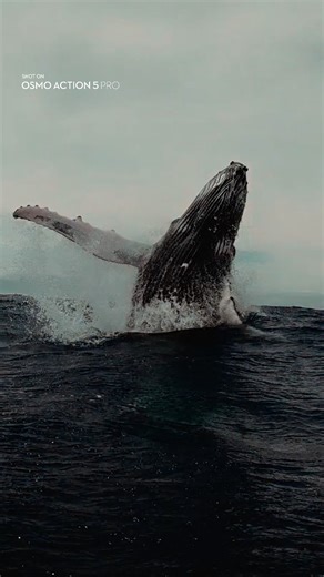 Capturing the majestic beauty of whales leaping, the raw power of nature, and the awe-inspiring moments that take your breath away.🐳 📷Osmo Action 5 Pro captures stunning shots both on the surface and underwater. Created by IG/zimydakid #DJI #OsmoAction5Pro #whalesleaping #underwater | DJI Australia and New Zealand