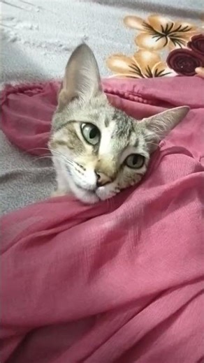 naugthy Billi 🐈#cat #petshub #catvideos #funny #cute #trending #kitten #viral #pets #shortsfeed