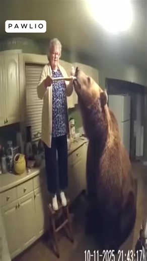 Grandma feeding a bear #CCTV,#cctvcamera,#cat,#tiger,#sora,#sora2 #funny #bear #ai #cop #bodycam #sora2 #wildlife #grandma | Kaur Concept