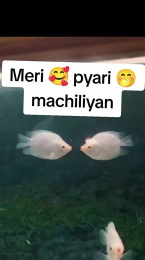 #CapCut #funnyvideos #romantic #fyyyyp #trending