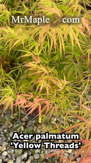 Acer palmatum 'Yellow Threads' Rare Japanese Maple #japanesemaple #garden #gardening #plants