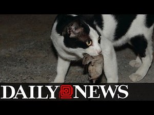 Feral Cats Have Been Dispatched In New York City To Help Control The Rats