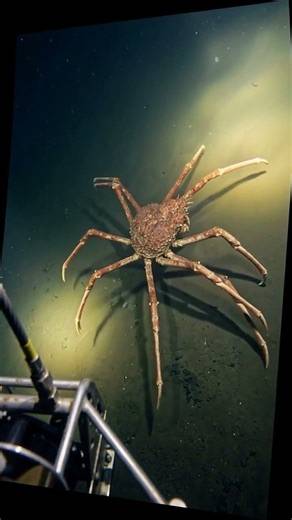 The Japanese spider crab #deepsealife #MarineBiology #UnderwaterWorld #OceanLife #WildlifeFacts