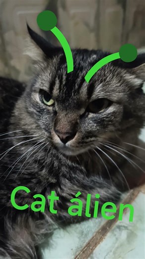 cat álien