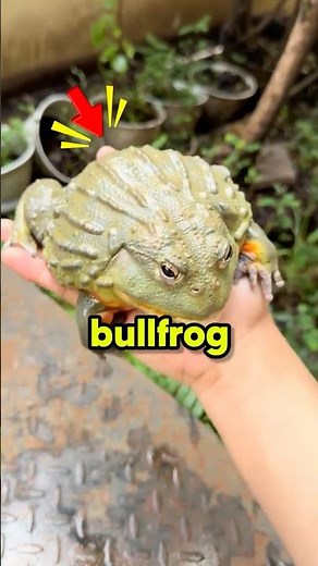 African Bullfrog: The Gladiator Dad Who Fights Snakes! 🐸⚔️