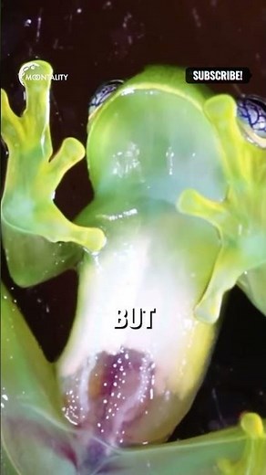 Meet the Glass Frog: Nature’s Transparent Wonder!