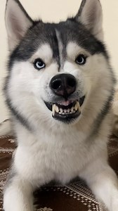 Smile cheese funny husky face expression comedy 🤣 #husky #dogsofinstagram #siberianhusky #dog #huskylove huskylife huskypuppy huskiesofinstagram dogs puppy huskies huskylovers huskygram huskyworld huskyphotography huskynation doglover dogstagram puppylove doglife puppiesofinstagram huskysiberiano dogoftheday love huskymix instadog huskyofinstagram doglovers huskypics cute | Raipuriya Prank