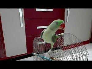 Beautiful Alexandrine Parrot Talking | Mithu