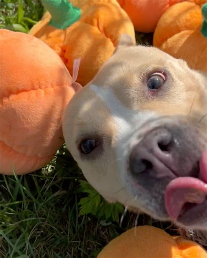 Islip Animal Shelter and Adopt-a-Pet Center on Reels